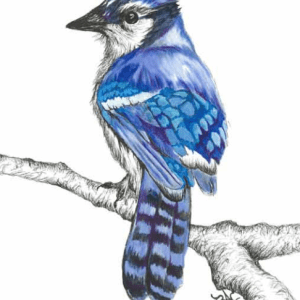 Blue Bird on Branch Card