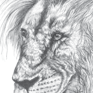 Lion Card