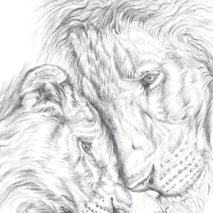 Lions Card