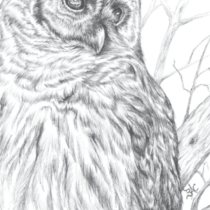 Owl Card