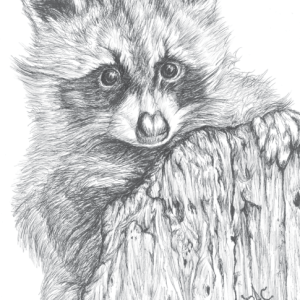 Racoon Card